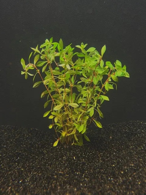 2264 Ludwigia Needle Leaf