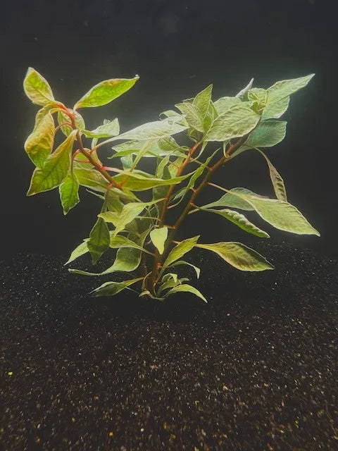 1446 Ludwigia White leaded; Ludwigia inclinata var 'white'