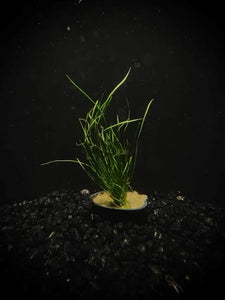 0118 POT - Micro Sword ; Lilaeopsis brasiliensis