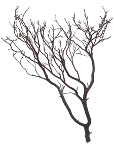 Naturescapes Red Manzanita 12"