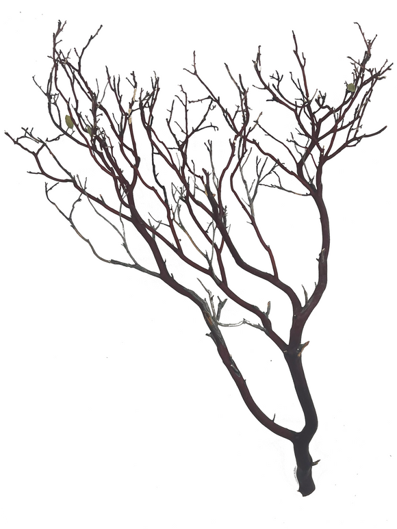 Naturescapes Red Manzanita 12