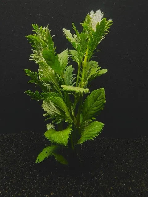 2114	Wisteria leaded; Hygrophila difformis