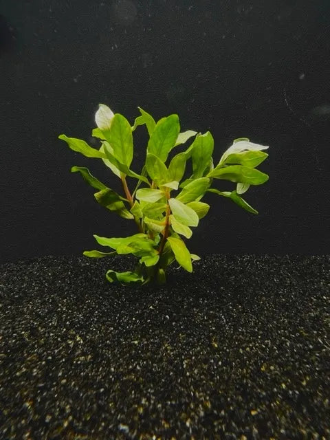 0349 Ammannia gracilis leaded;