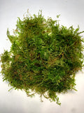 0102 Java Moss Portion Cup; Vesicularia dubyana