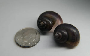 0106 Mystery Snails, Purple Black
