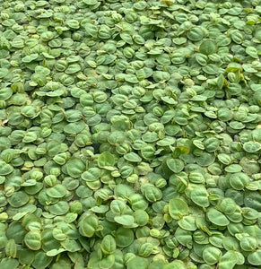 1033 Portion Cup: Red Root Floater; Phyllanthus fluitan