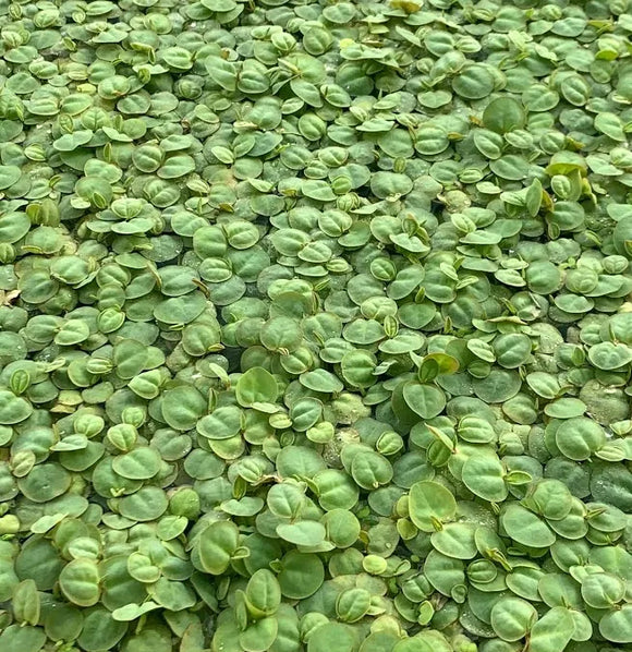 1033 Portion Cup: Red Root Floater; Phyllanthus fluitan