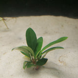 Anubias Afzelii Aquarium Plant