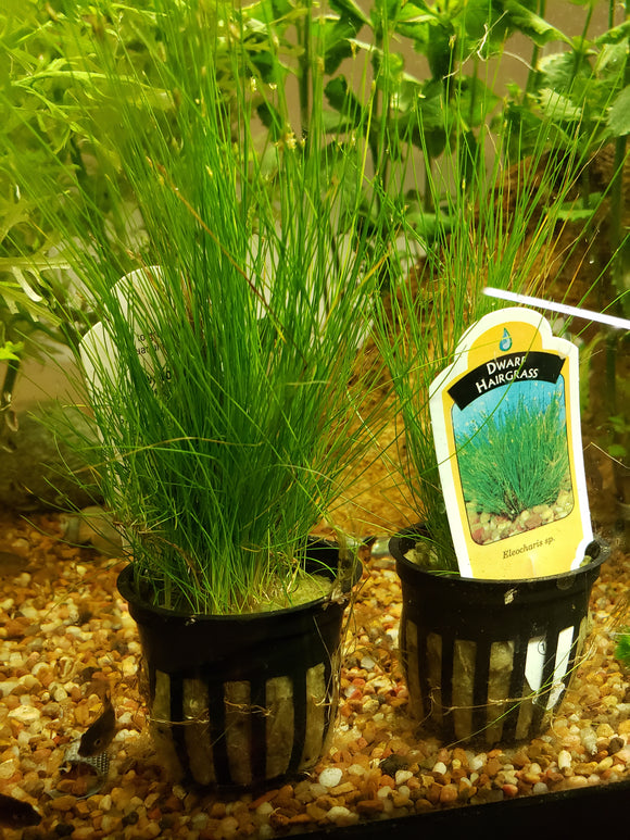 0115 Potted Dwarf Hair Grass (Eleocharis Parvula) Aquarium Plant