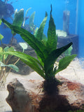 Java Fern Aquarium Plant Microsorum Pteropus