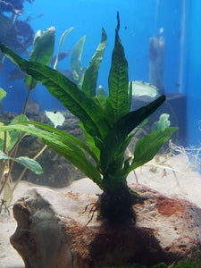 0188 Java Fern Aquarium Plant Microsorum Pteropus