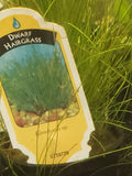 0115 Potted Dwarf Hair Grass (Eleocharis Parvula) Aquarium Plant