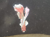 Red and White  Male Dumbo Ear Betta