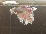 Red and White  Male Dumbo Ear Betta
