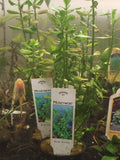 Potted Moneywort bacopa monnieri - Aquarium Plant