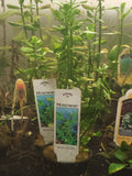 Potted Moneywort bacopa monnieri - Aquarium Plant