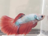 Red and Blue Male Rosetail Betta MRT9