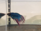 Blue and Red Dragonscale Crowntail Male Betta DSM06