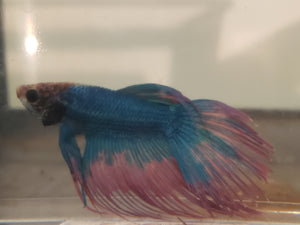 Blue and Red Dragonscale Crowntail Male Betta DSM06