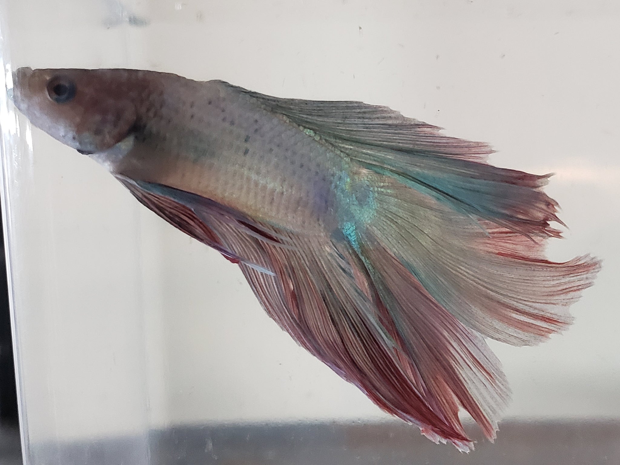 Red White and Blue Male Doubletail Halfmoon Betta Fish DTHM04 – TK