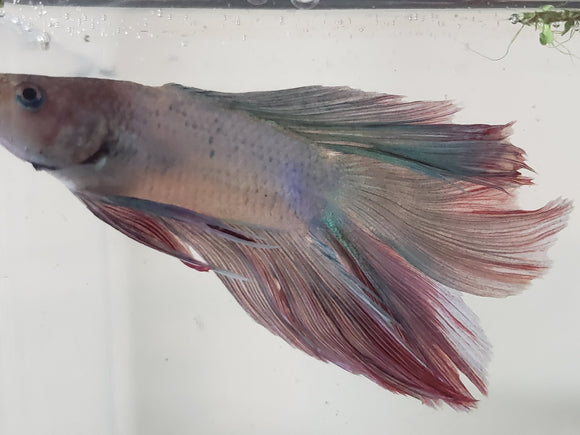 Red White and Blue Male Doubletail Halfmoon Betta Fish DTHM04