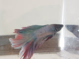 Red White and Blue Male Doubletail Halfmoon Betta Fish DTHM04