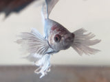 Blue and White  Male Dumbo Ear Betta DMB05