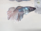 Blue and White  Male Dumbo Ear Betta DMB05