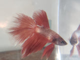 Red Male Doubletail Halfmoon Betta Fish DTHM05