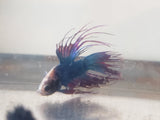 Blue and Red Dragonscale Crowntail Male Betta DSM07