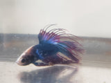 Blue and Red Dragonscale Crowntail Male Betta DSM07