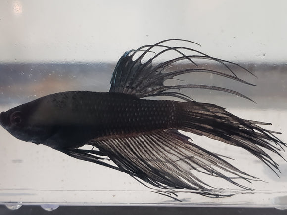 Black Orchid Crowntail Male Betta BCM12