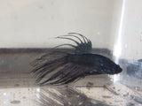 Black Orchid Crowntail Male Betta BCM12