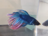 Blue and Red Dragonscale Crowntail Male Betta DSM09