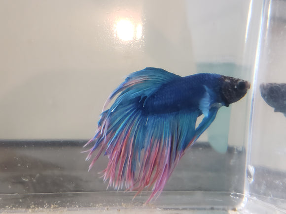 Blue and Red Dragonscale Crowntail Male Betta DSM09