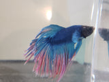 Blue and Red Dragonscale Crowntail Male Betta DSM09