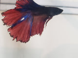 Red and Blue Male Doubletail Halfmoon Betta Fish DTHM06