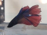 Red and Blue Male Doubletail Halfmoon Betta Fish DTHM06