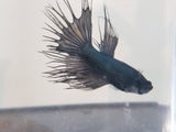 Black Orchid Crowntail Male Betta BCM13