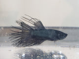 Black Orchid Crowntail Male Betta BCM13