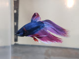 Red and Blue Male Veiltail Betta MVT01