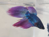 Red and Blue Male Veiltail Betta MVT01