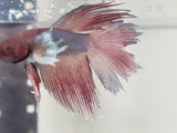 Red and White  Male Dumbo Ear Betta DMB06