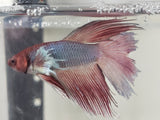 Red and White  Male Dumbo Ear Betta DMB06
