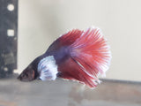 Rose and Blue Male Dumbo Ear Betta DMB07