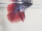 Rose and Blue Male Dumbo Ear Betta DMB07