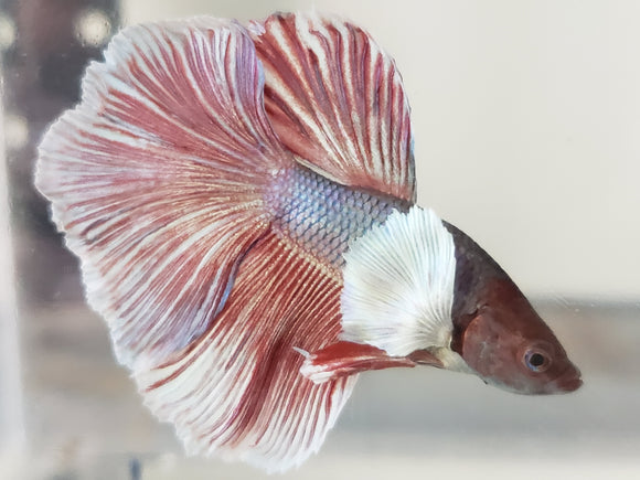 Red and Blue  Male Dumbo Ear Betta DMB08