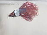 Red and Blue  Male Dumbo Ear Betta DMB08