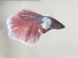 Red and Blue  Male Dumbo Ear Betta DMB08