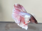 Red and Blue  Male Dumbo Ear Betta DMB08